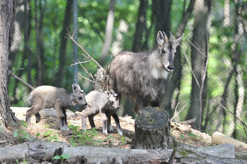 long-tailed goral ©KNPS